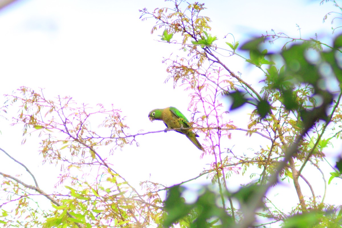Olive-throated Parakeet - ML638736091