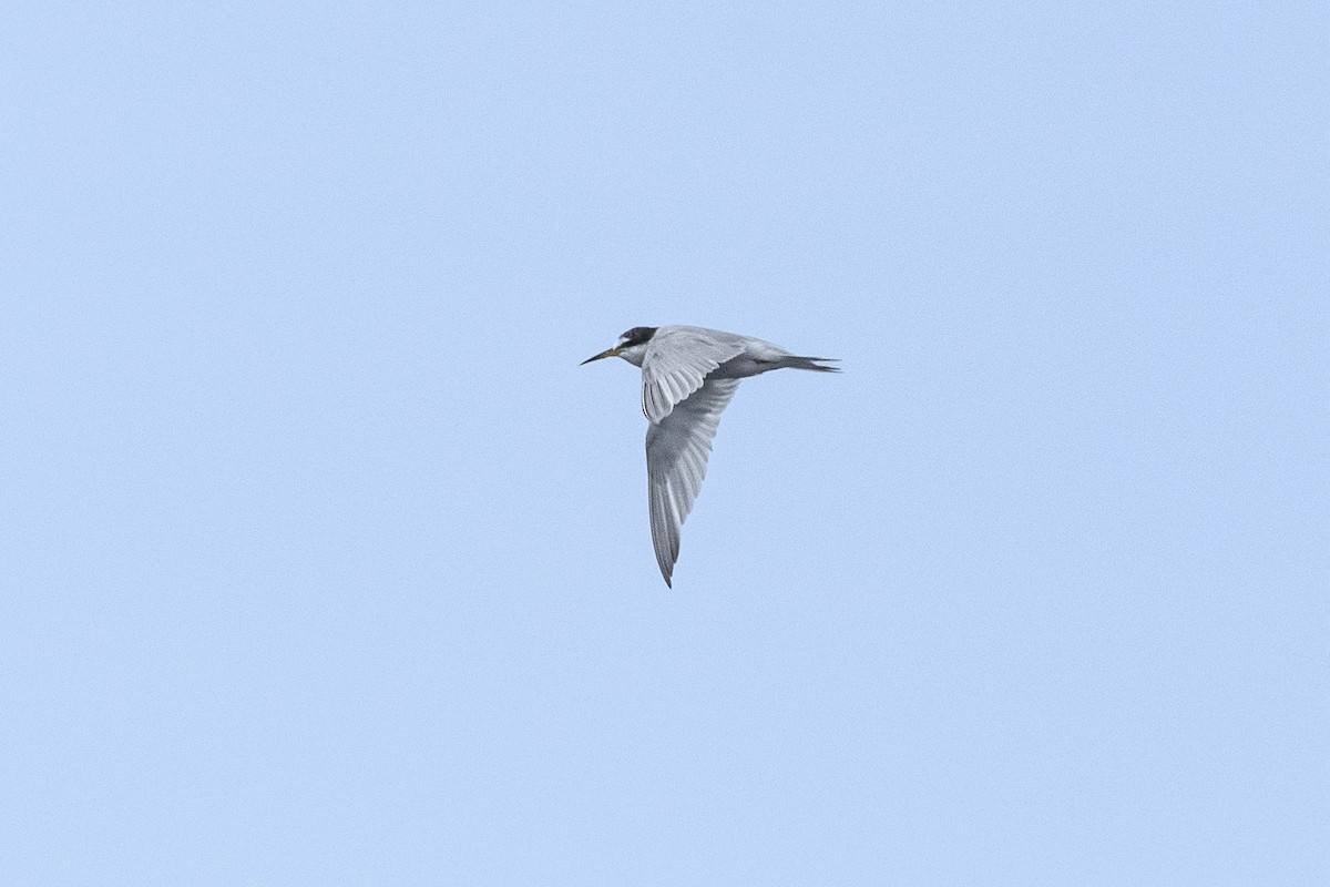 Peruvian Tern - ML638736106