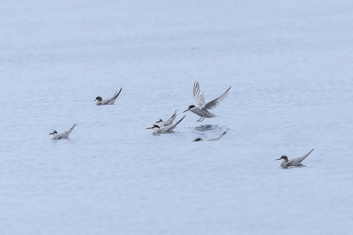 Peruvian Tern - ML638736107