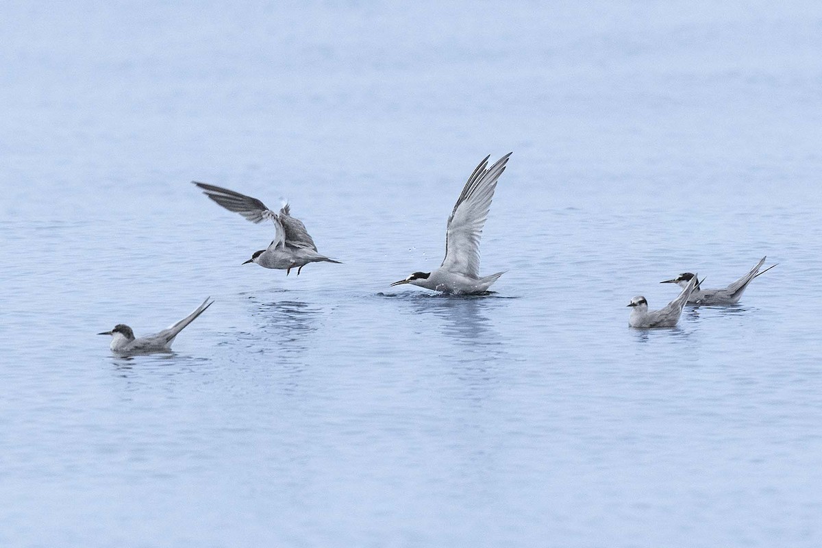 Peruvian Tern - ML638736108