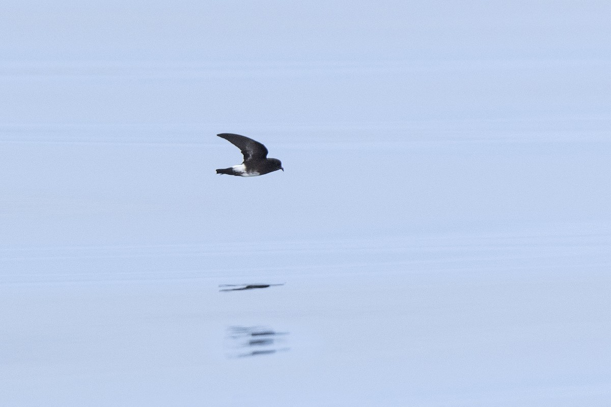 Elliot's Storm-Petrel - ML638736139