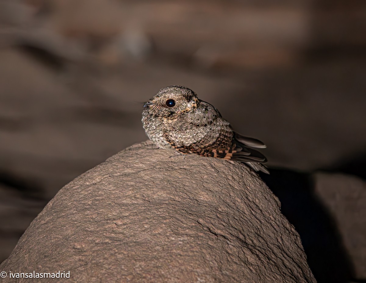 Tschudi's Nightjar - ML638736165