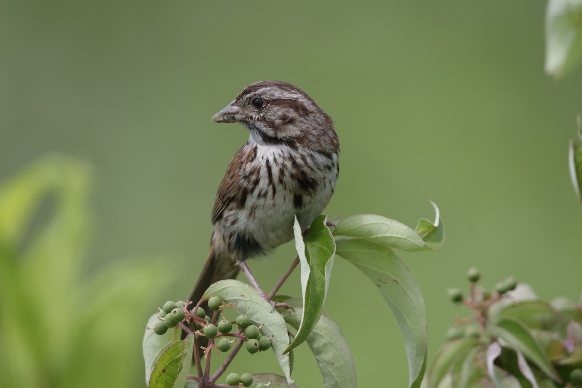 Song Sparrow - ML638736172