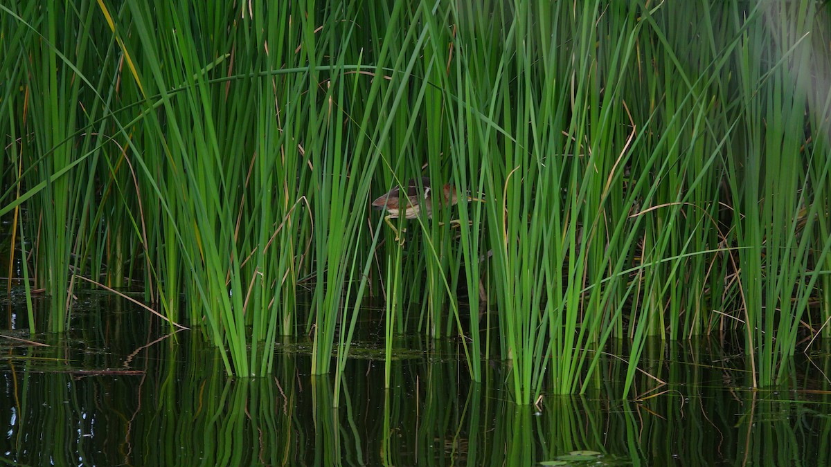 Least Bittern - ML638736174