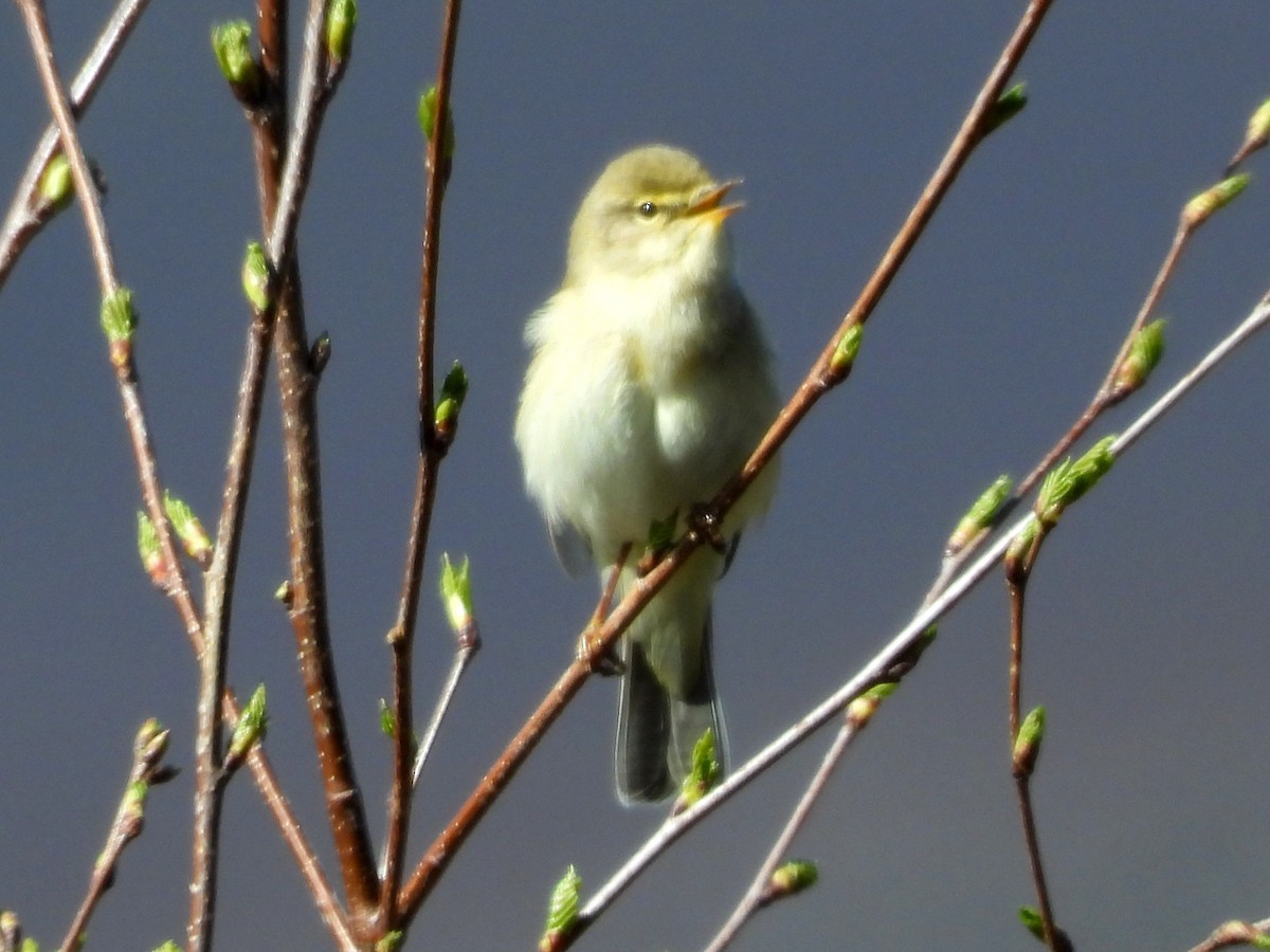 Willow Warbler - ML638736185