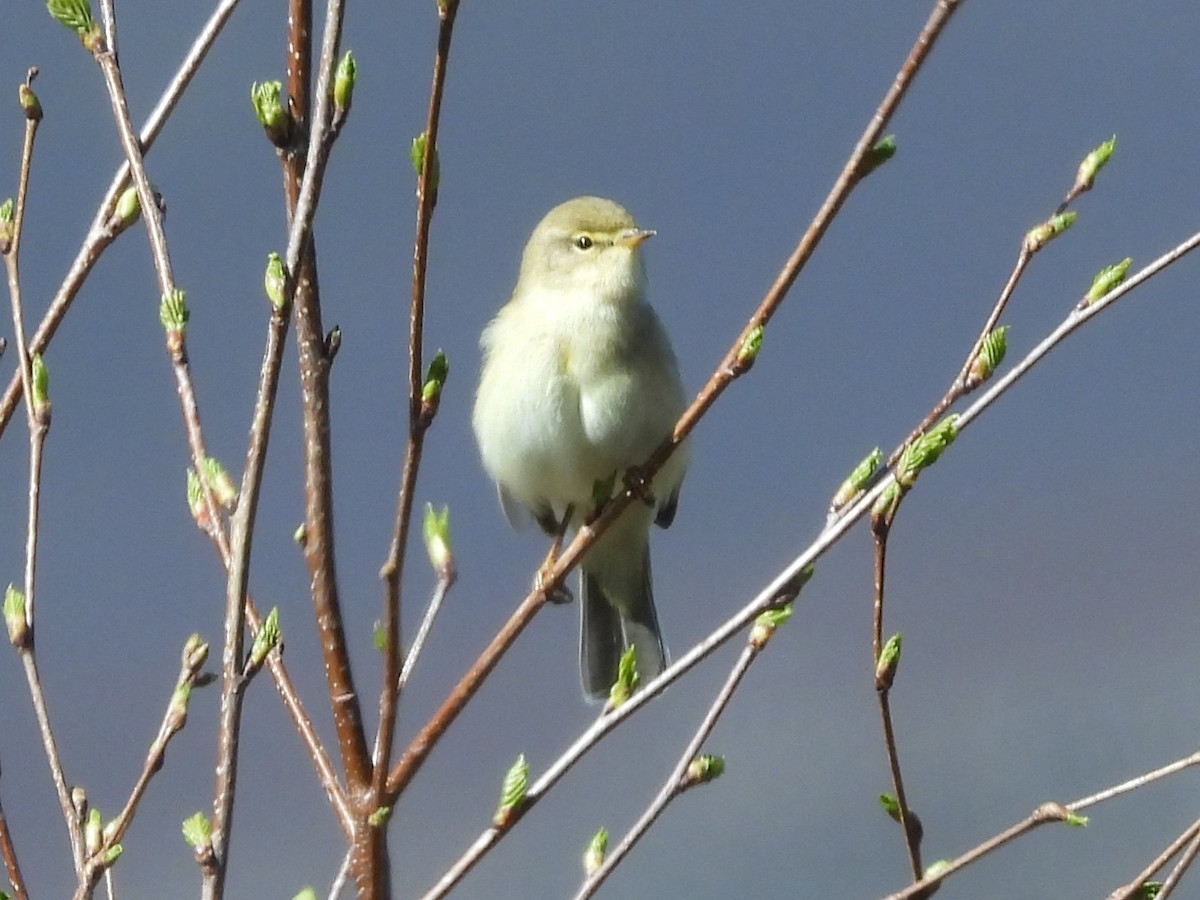 Willow Warbler - ML638736186
