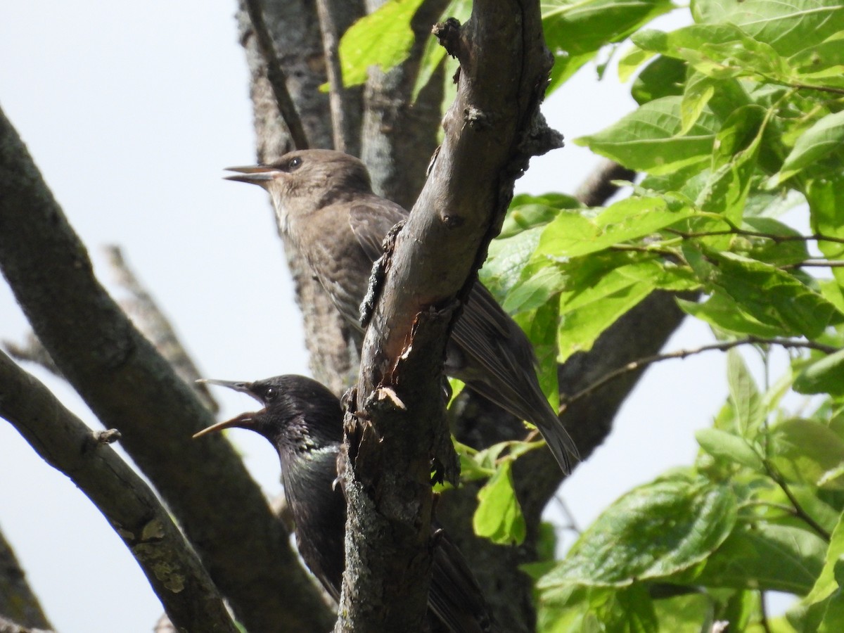 European Starling - ML638736187