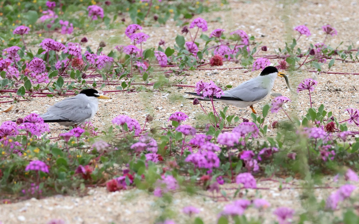 Least Tern - ML638736188