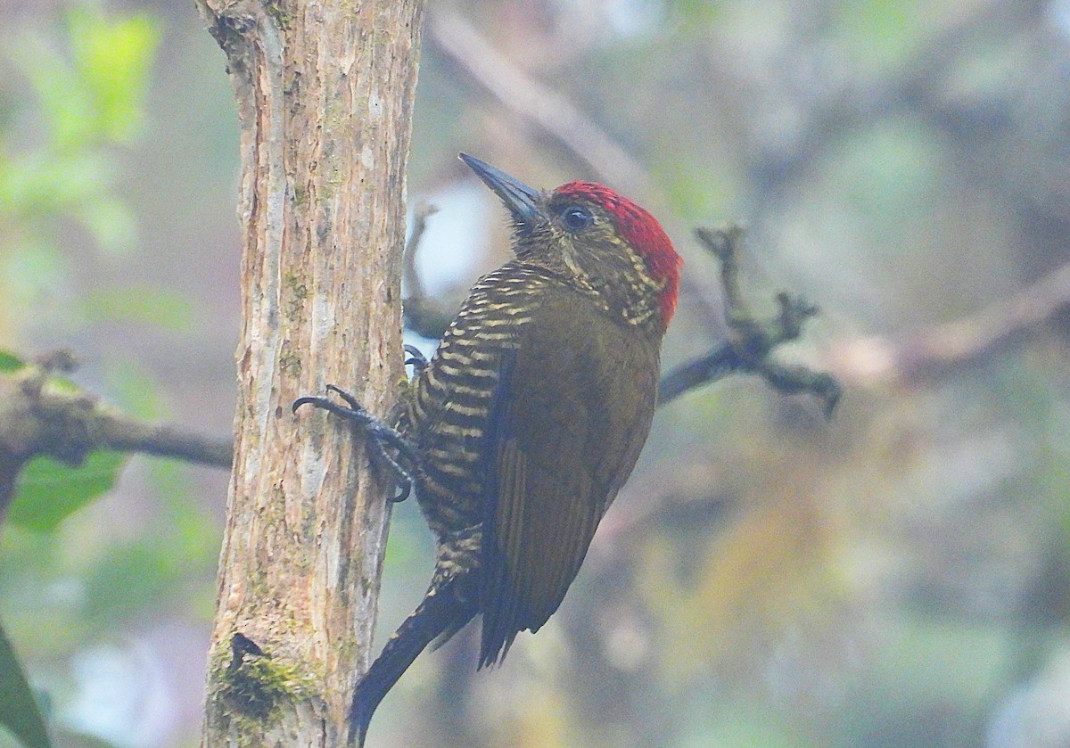 Bar-bellied Woodpecker - ML638736189