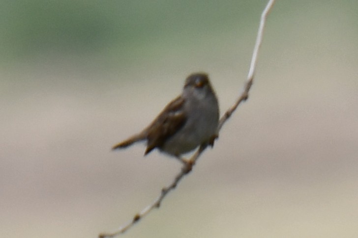House Sparrow - ML638736191