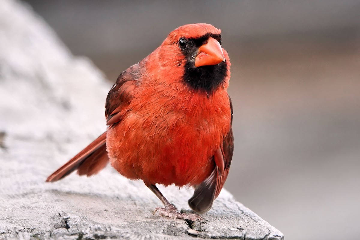 Northern Cardinal - ML638736195