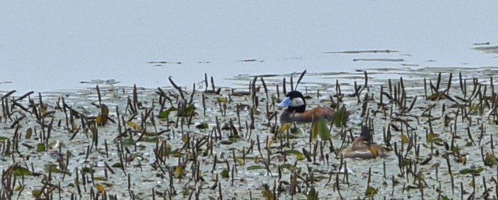 Ruddy Duck - ML638736196