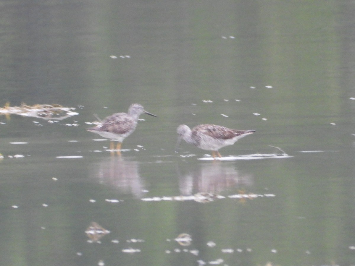 Greater Yellowlegs - ML638736197
