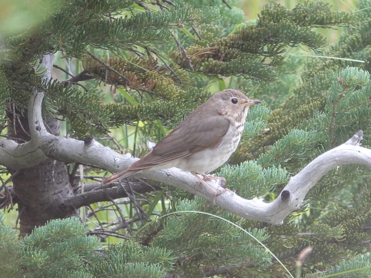 Swainson's Thrush - ML638736201