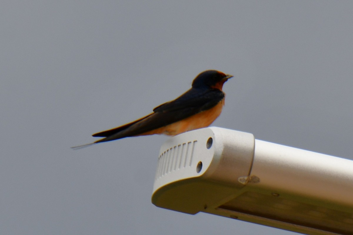 Barn Swallow - ML638736203