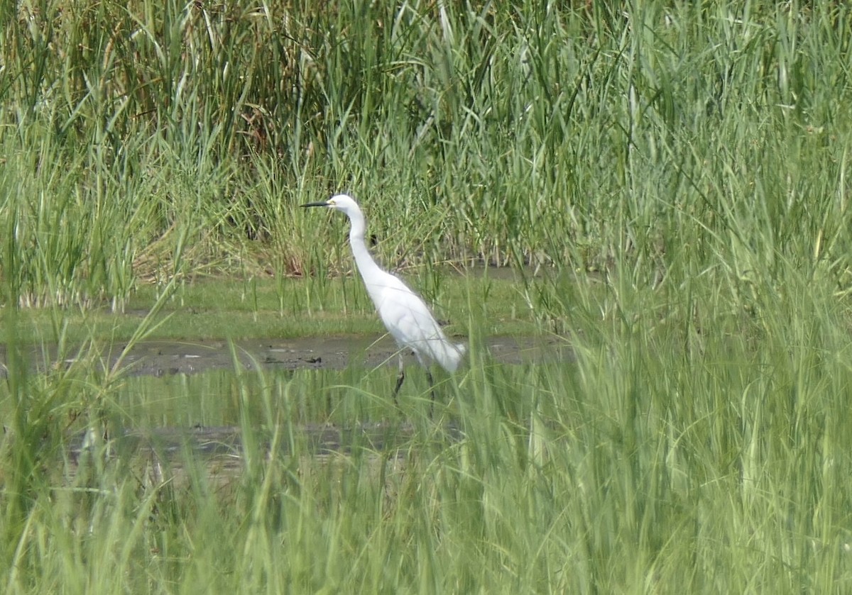Snowy Egret - ML638736205