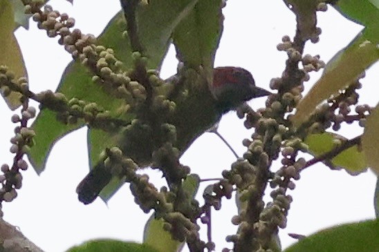 Black-eared Barbet - ML638736206