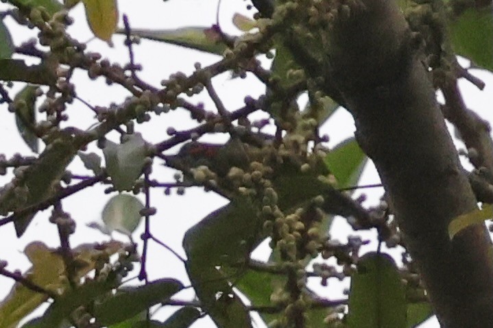 Black-eared Barbet - ML638736207