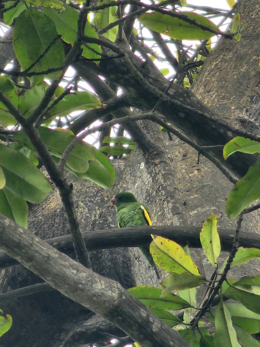 White-winged Parakeet - ML638736208