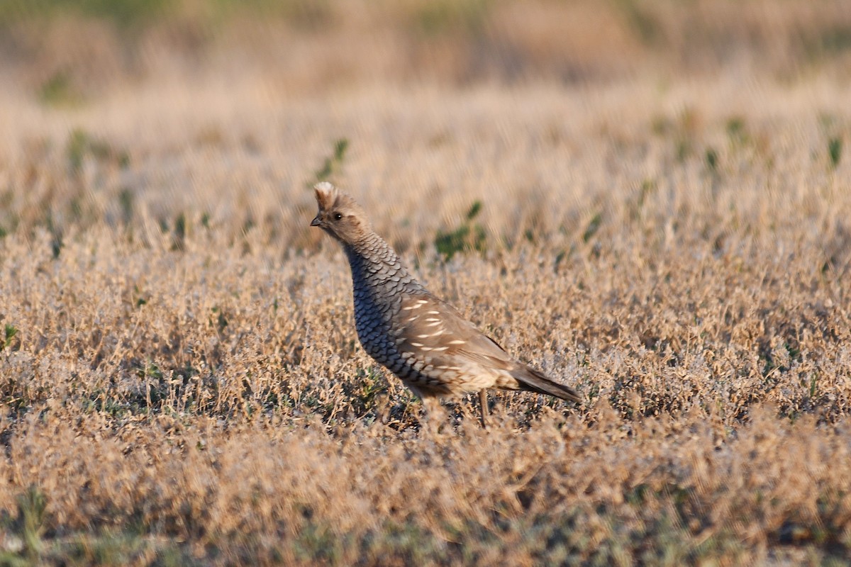 Scaled Quail - ML638736209