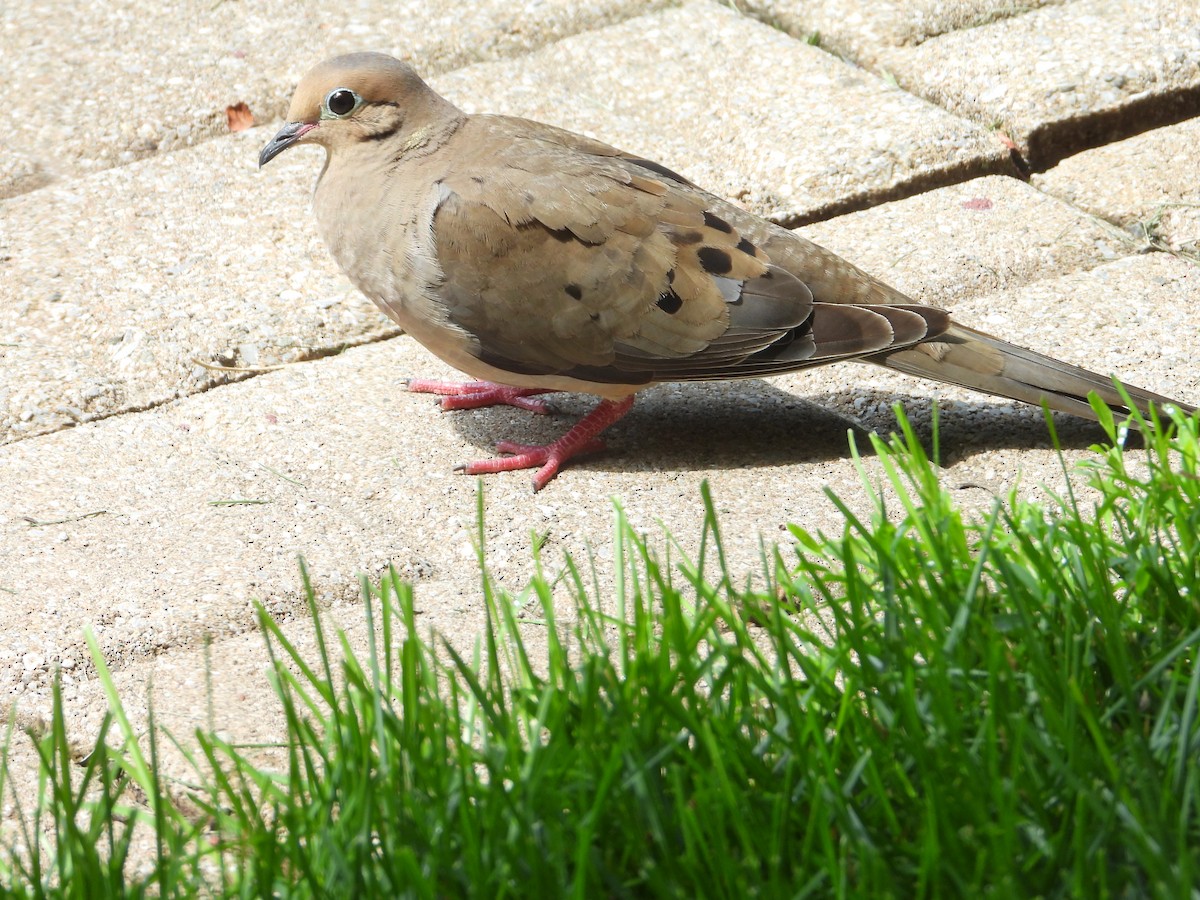 Mourning Dove - ML638736210