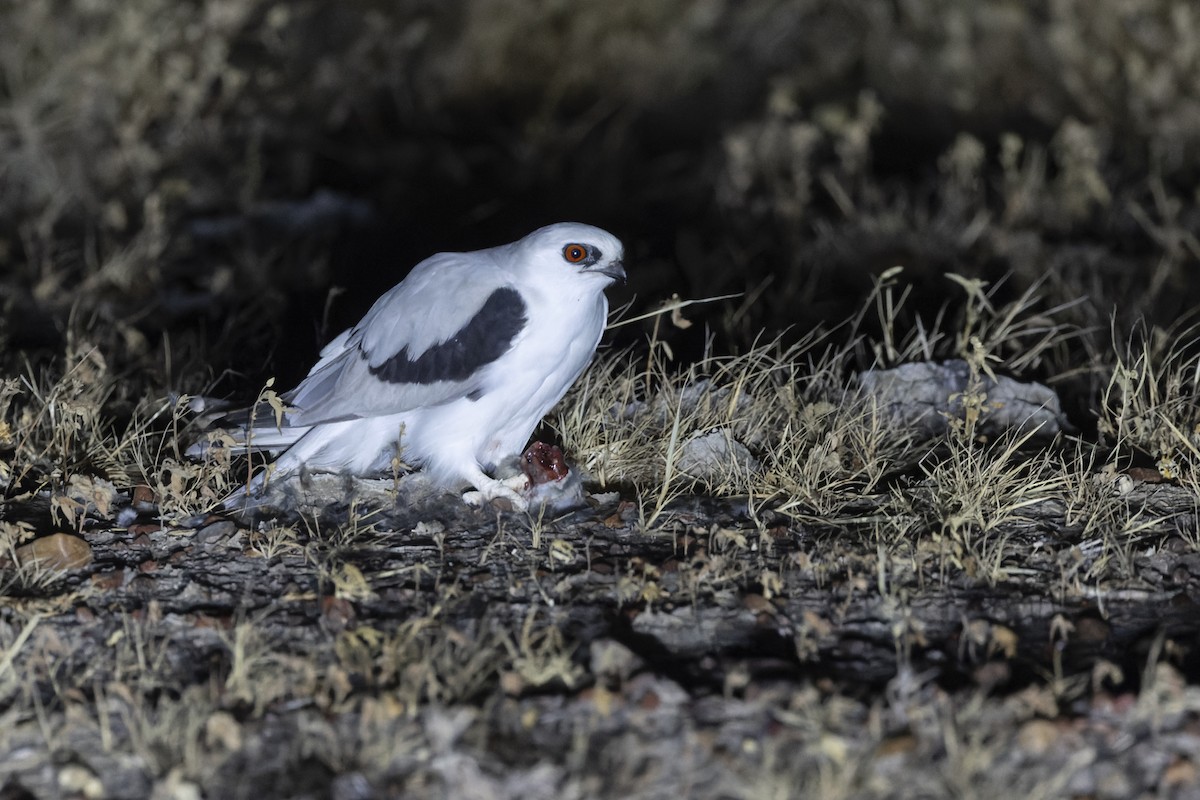Letter-winged Kite - ML638736211