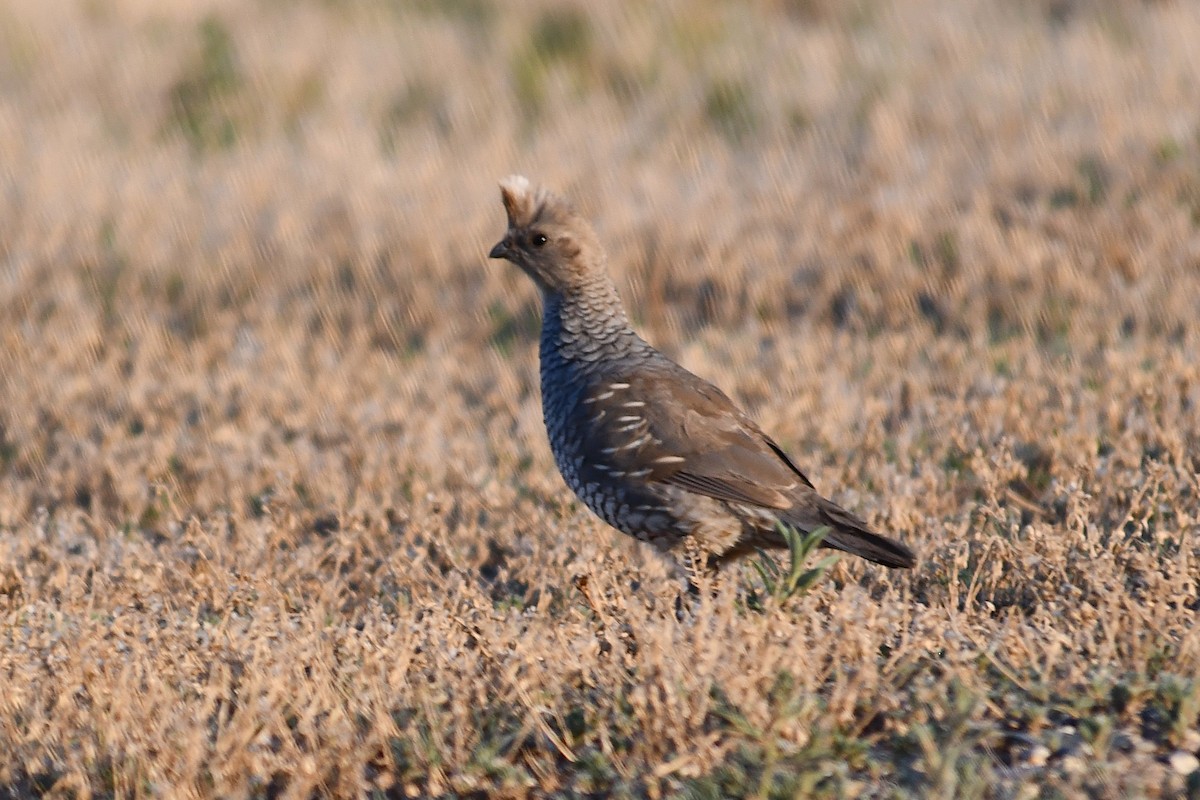 Scaled Quail - ML638736214
