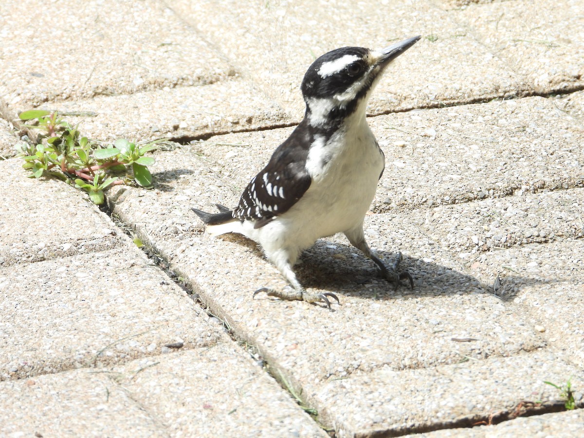 Hairy Woodpecker - ML638736215