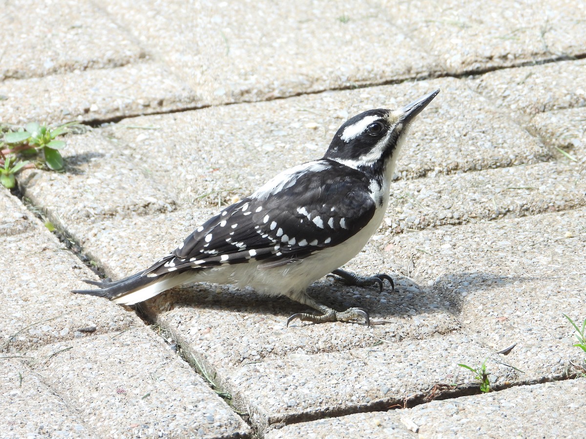 Hairy Woodpecker - ML638736216