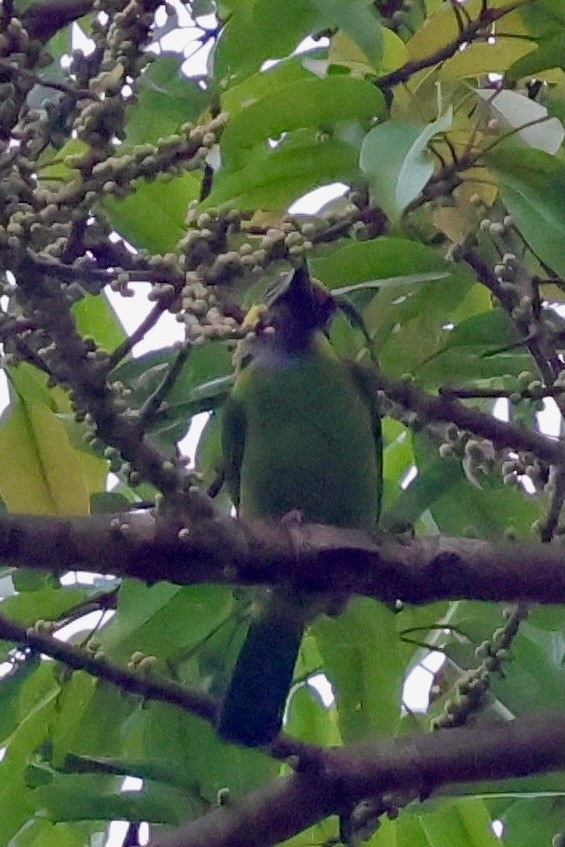 Gold-whiskered Barbet - ML638736219