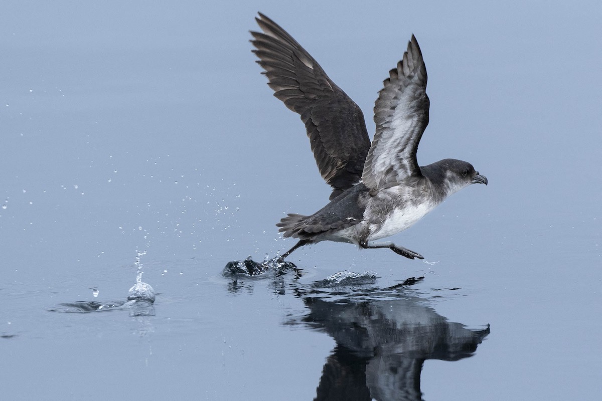 Peruvian Diving-Petrel - ML638736233