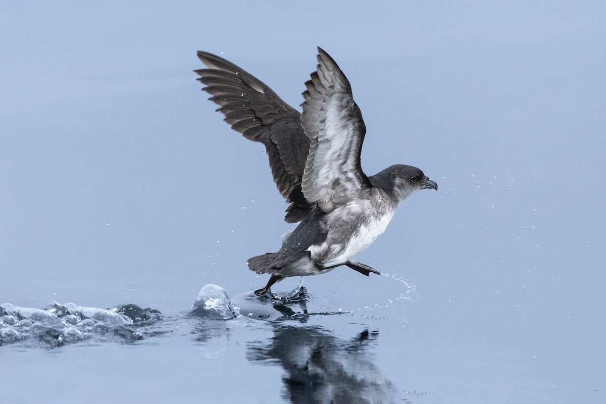 Peruvian Diving-Petrel - ML638736235