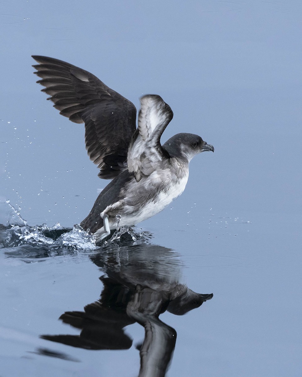 Peruvian Diving-Petrel - ML638736238