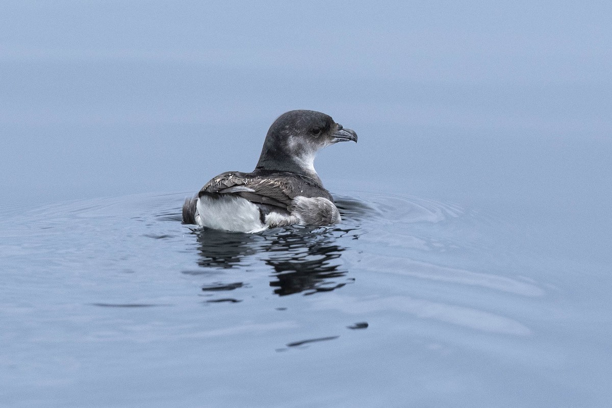 Peruvian Diving-Petrel - ML638736242
