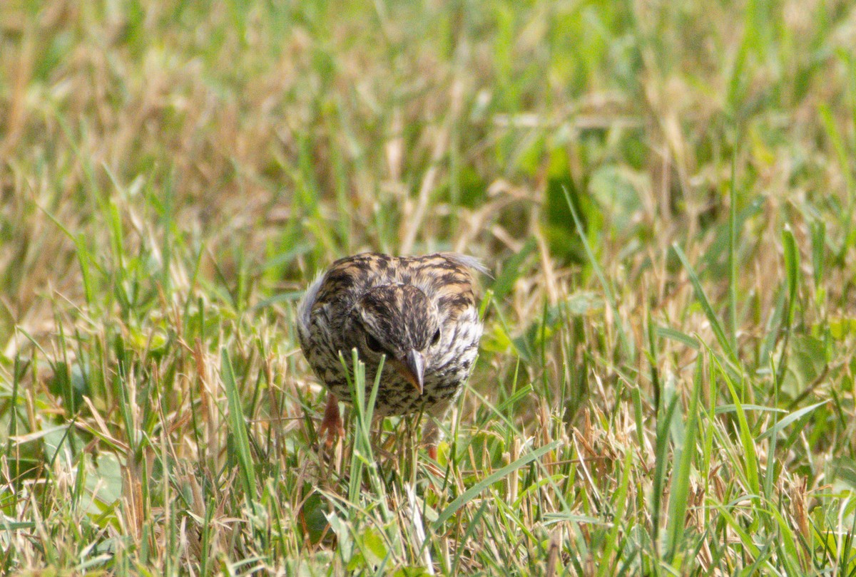 Chipping Sparrow - ML638736253