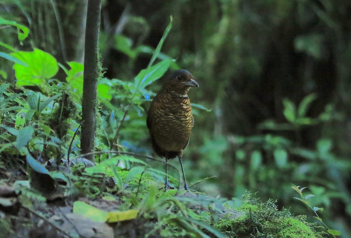 Giant Antpitta - ML638736289
