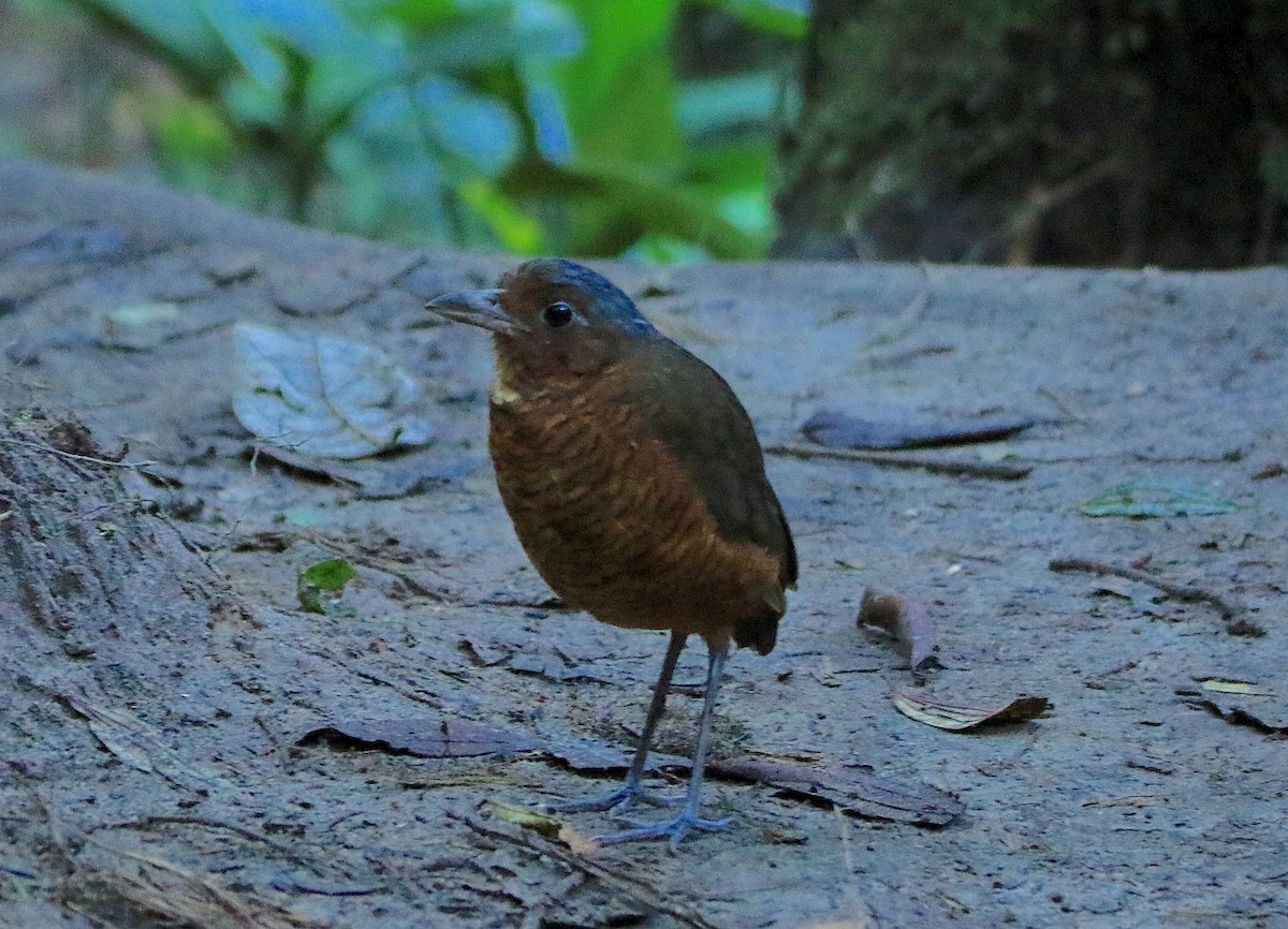 Giant Antpitta - ML638736290
