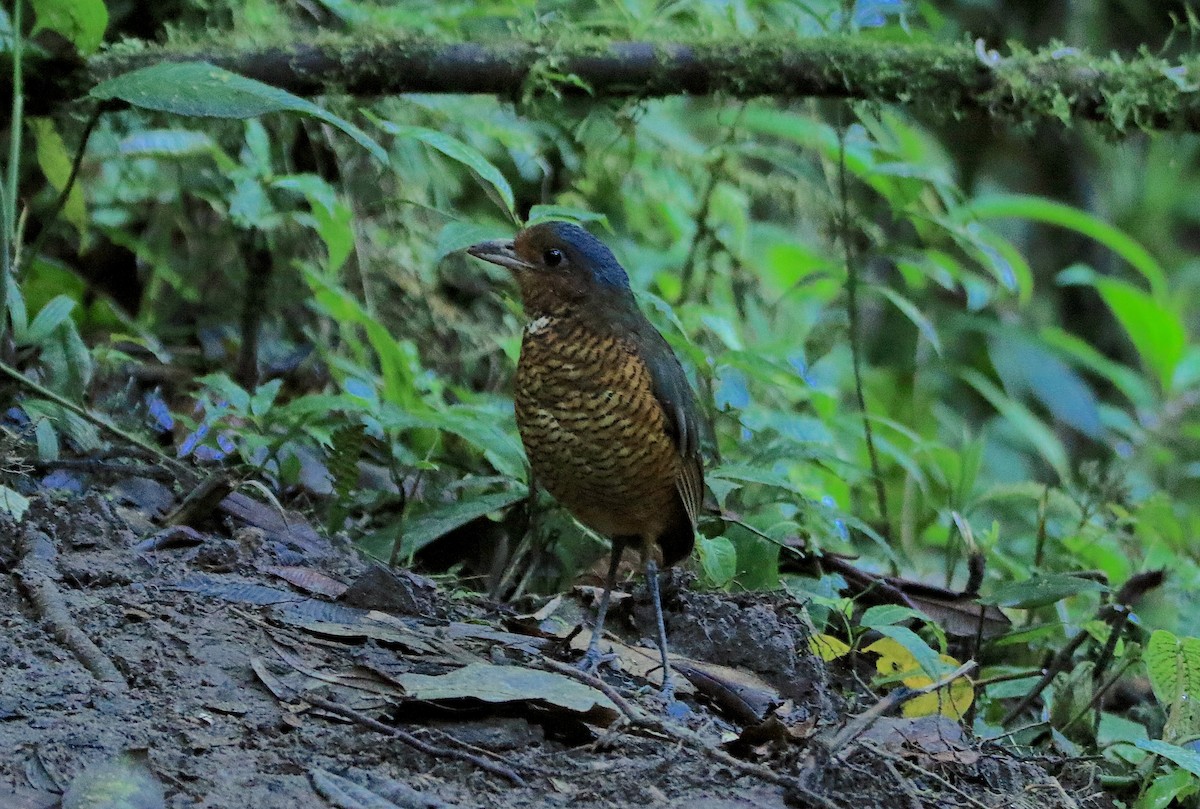 Giant Antpitta - ML638736291