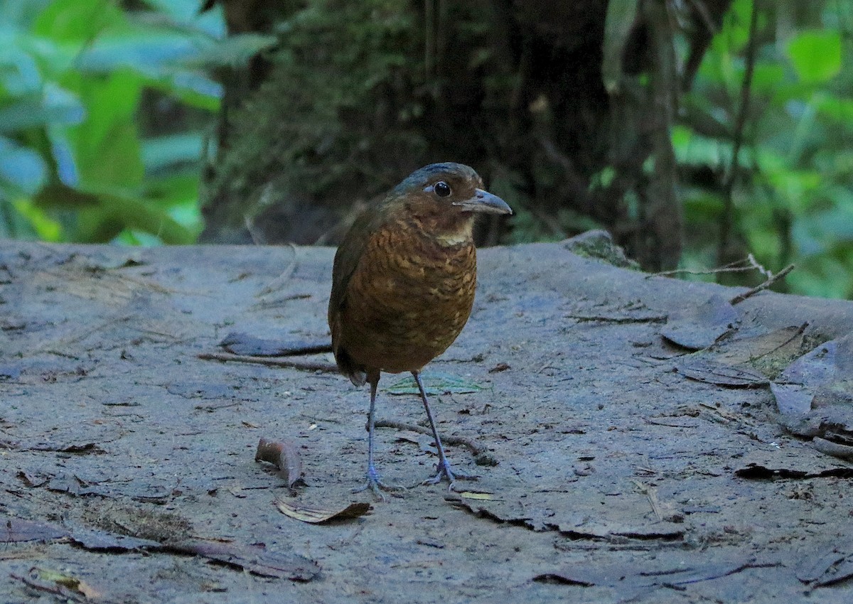 Giant Antpitta - ML638736292