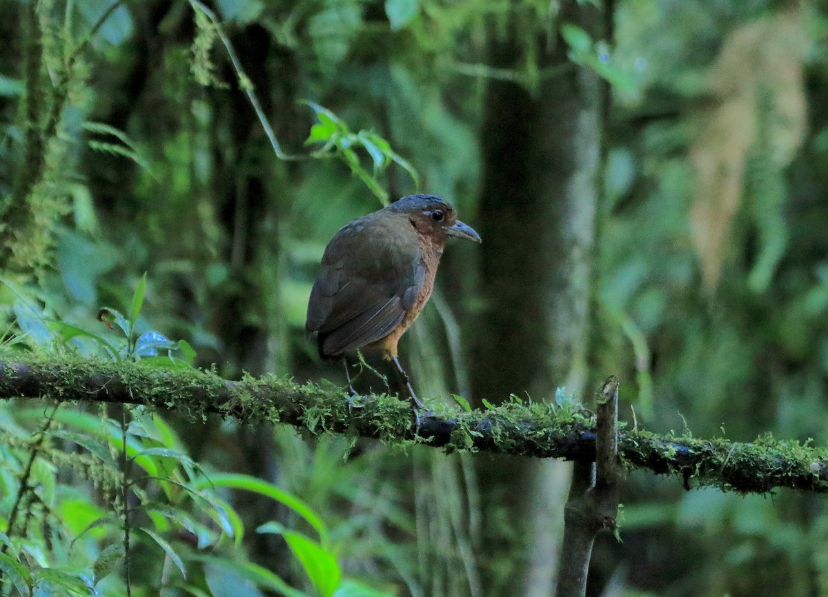 Giant Antpitta - ML638736295