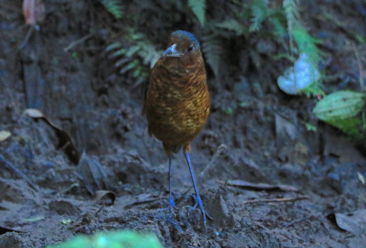 Giant Antpitta - ML638736297