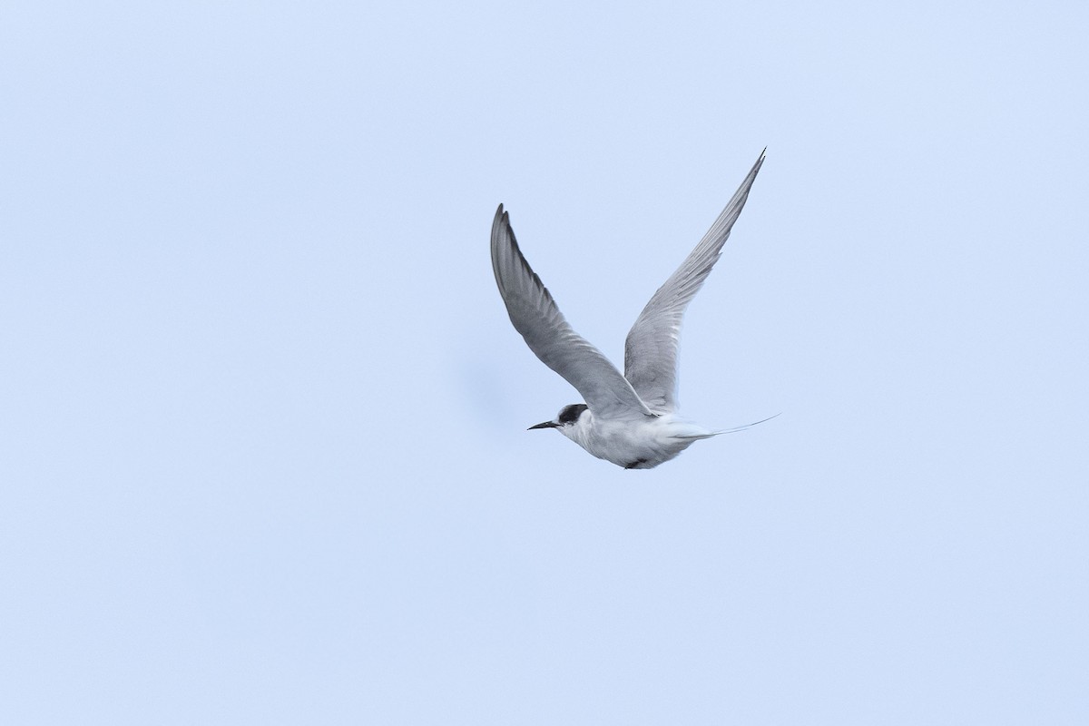 South American Tern - ML638736300
