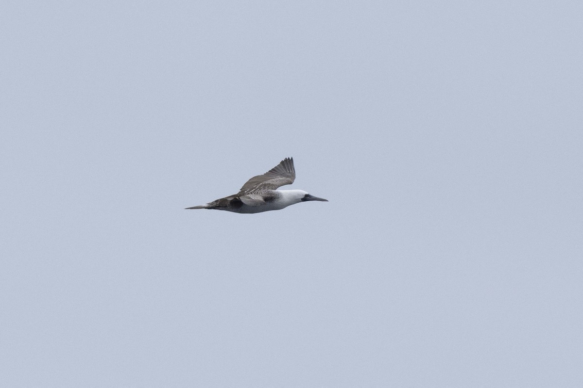 Peruvian Booby - ML638736358