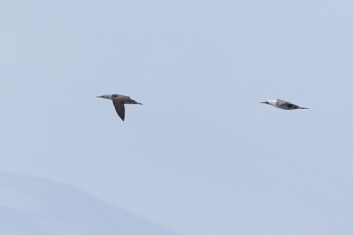 Peruvian Booby - ML638736359