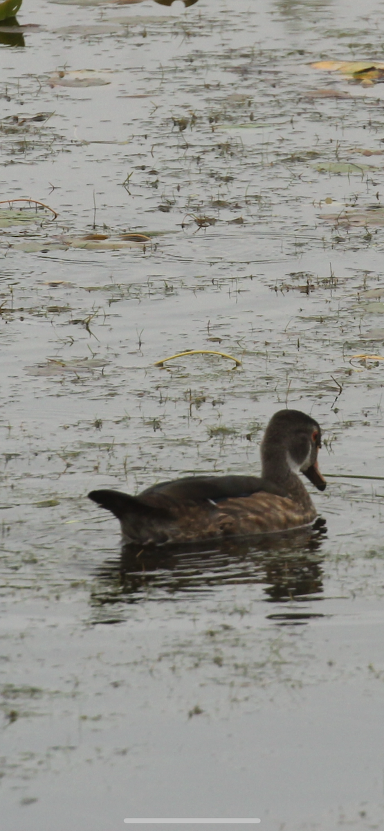 Wood Duck - ML638736360