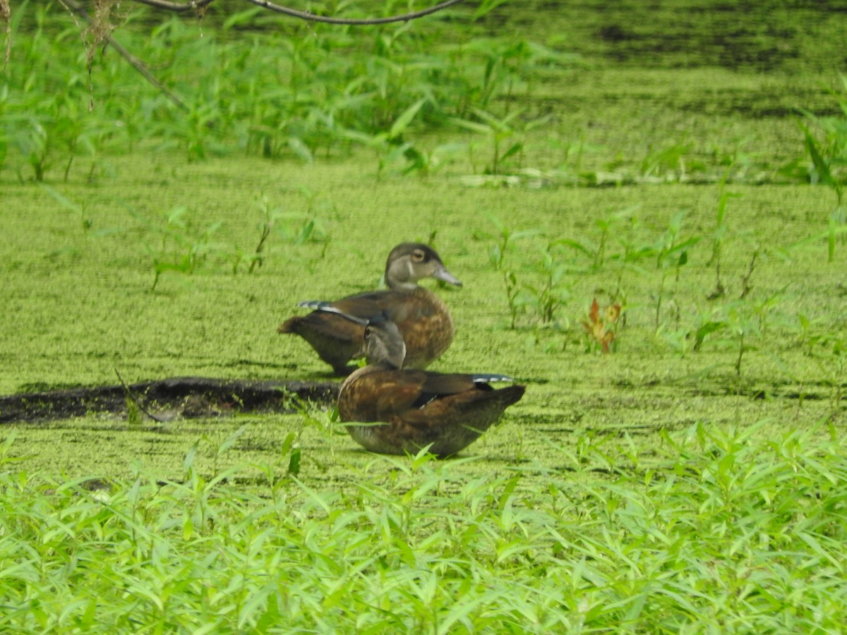 Wood Duck - ML638736377