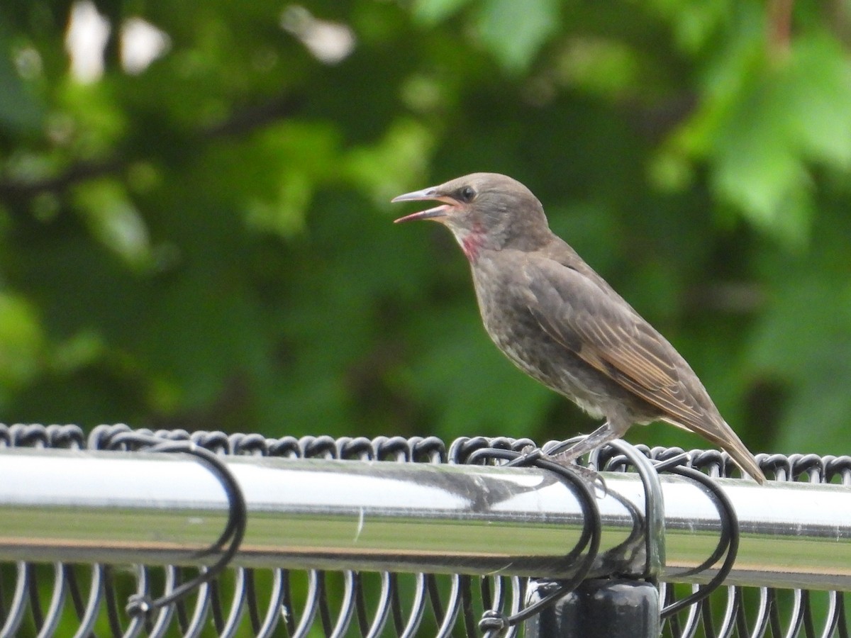 European Starling - ML638736378