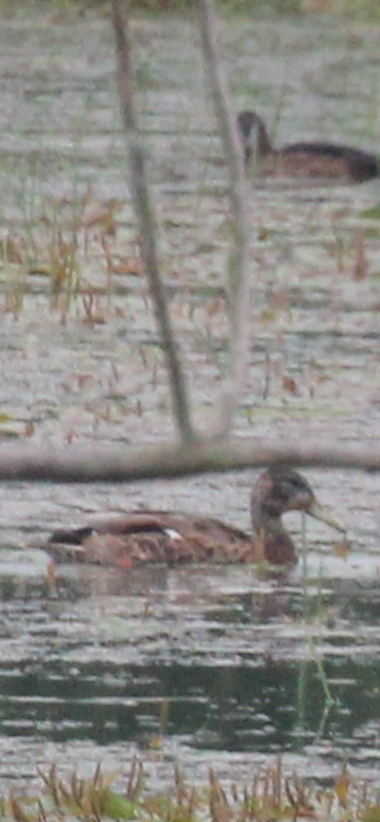 American Black Duck - ML638736379