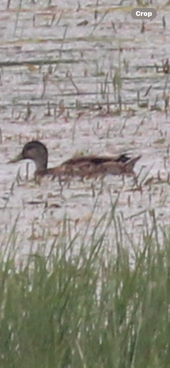 American Black Duck - ML638736380