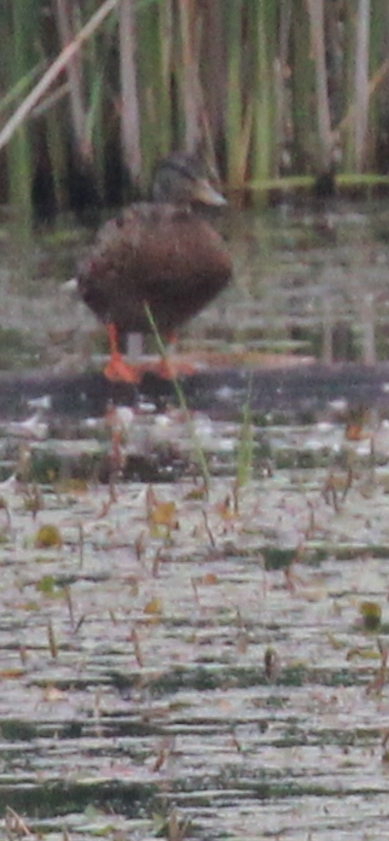 American Black Duck - ML638736381